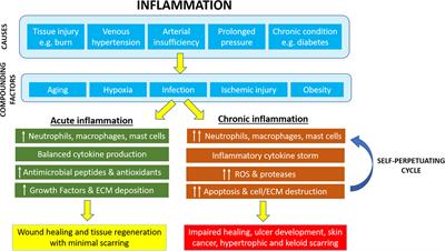 Editorial: Inflammation in Healing and Regeneration of Cutaneous Wounds